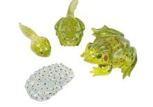 Insect Lore Bug Sets